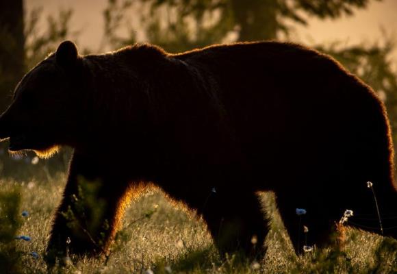 Exposition “l’ours brun des Pyrénées” - 0