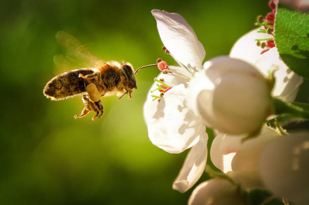 Exposition : “Le monde des abeilles et des Apiculteurs”