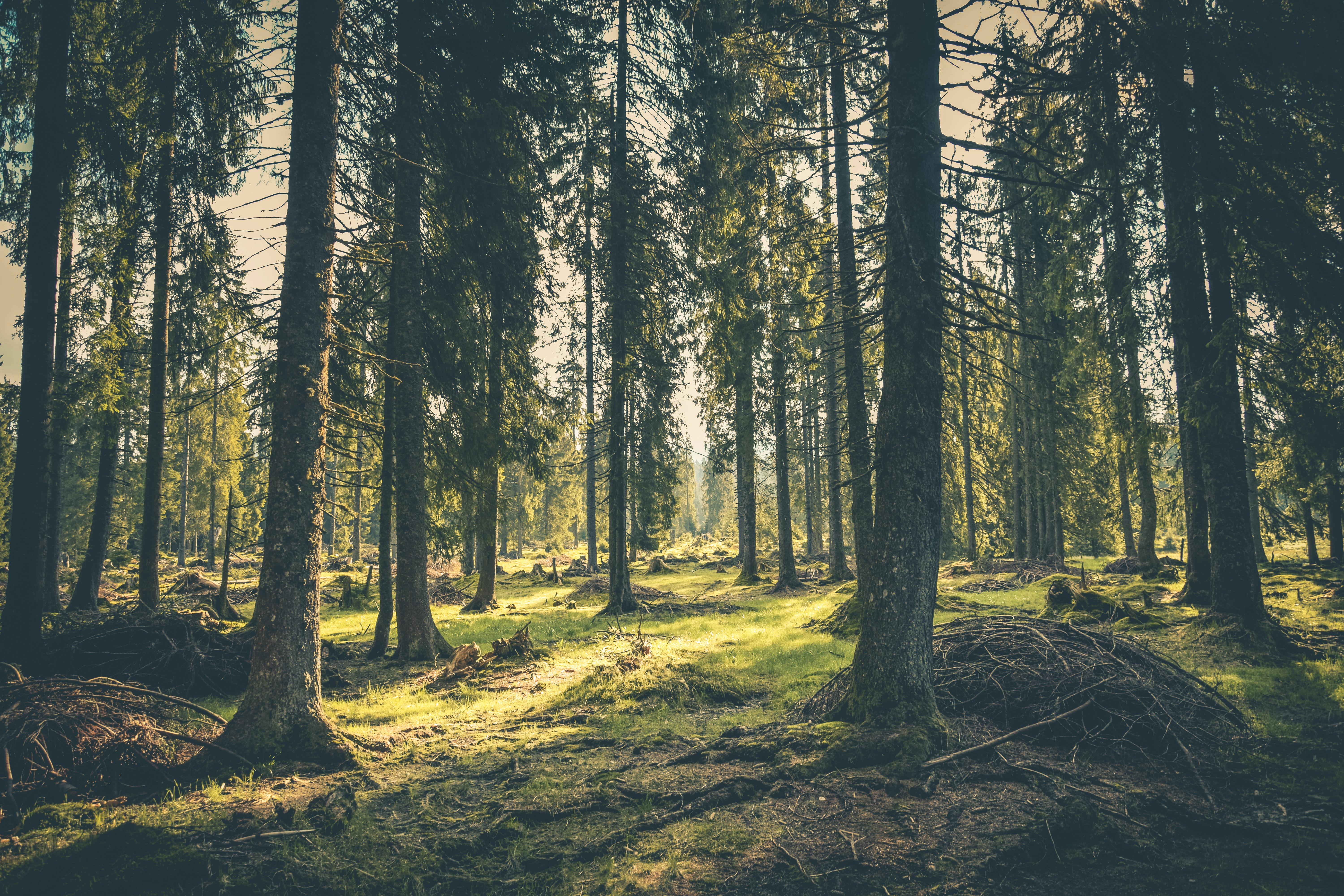 theatre-en-foret-croire-aux-fauves